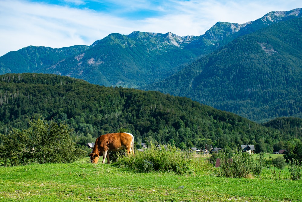 brown cow on green grass field near mountain during daytime