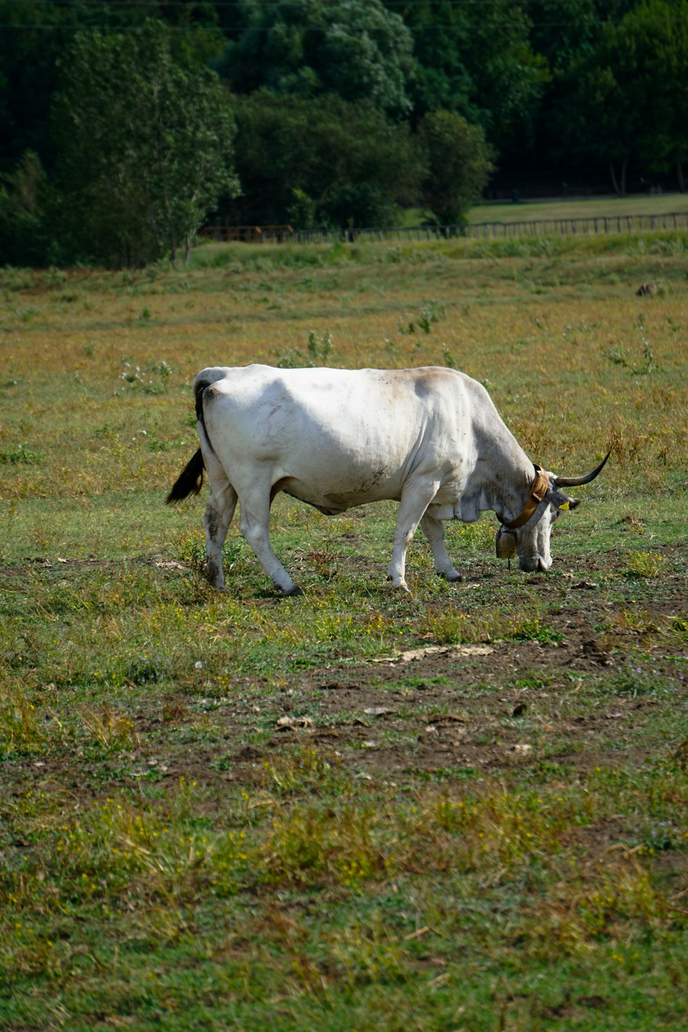 white cow on green grass field during daytime