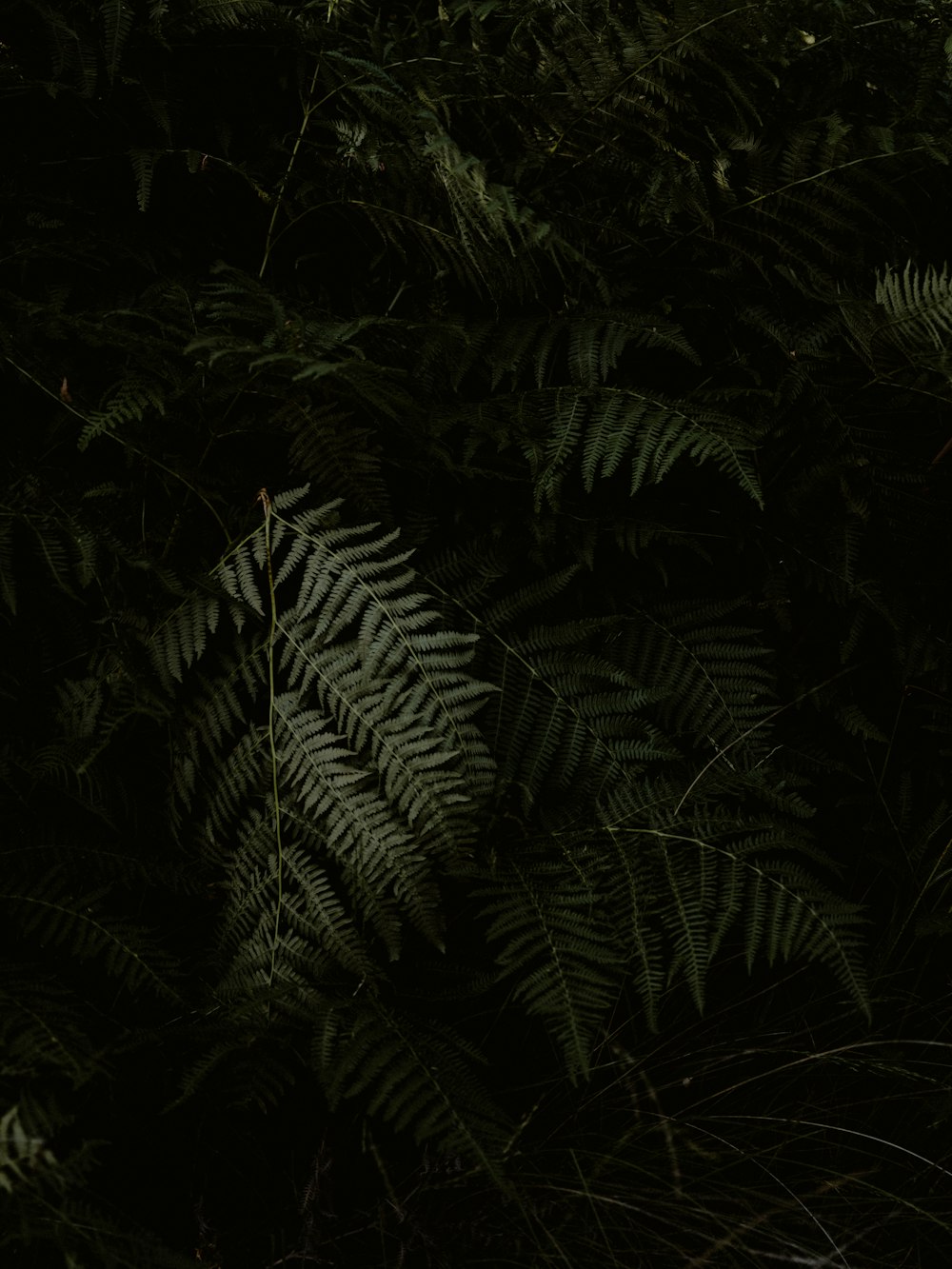 야간에 녹색 고사리 식물