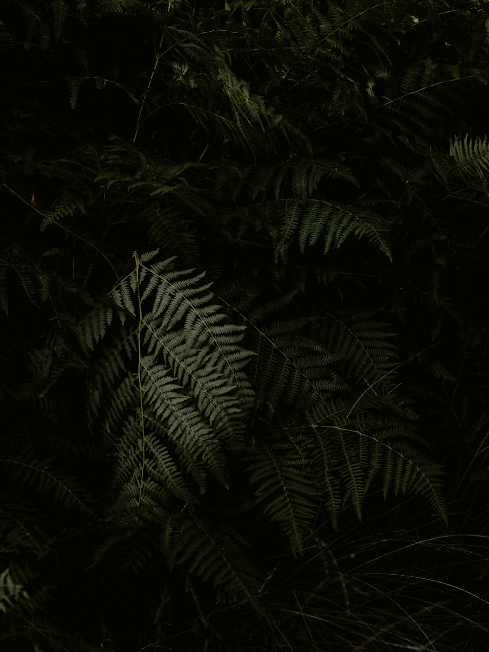 Planta de helecho verde durante la noche