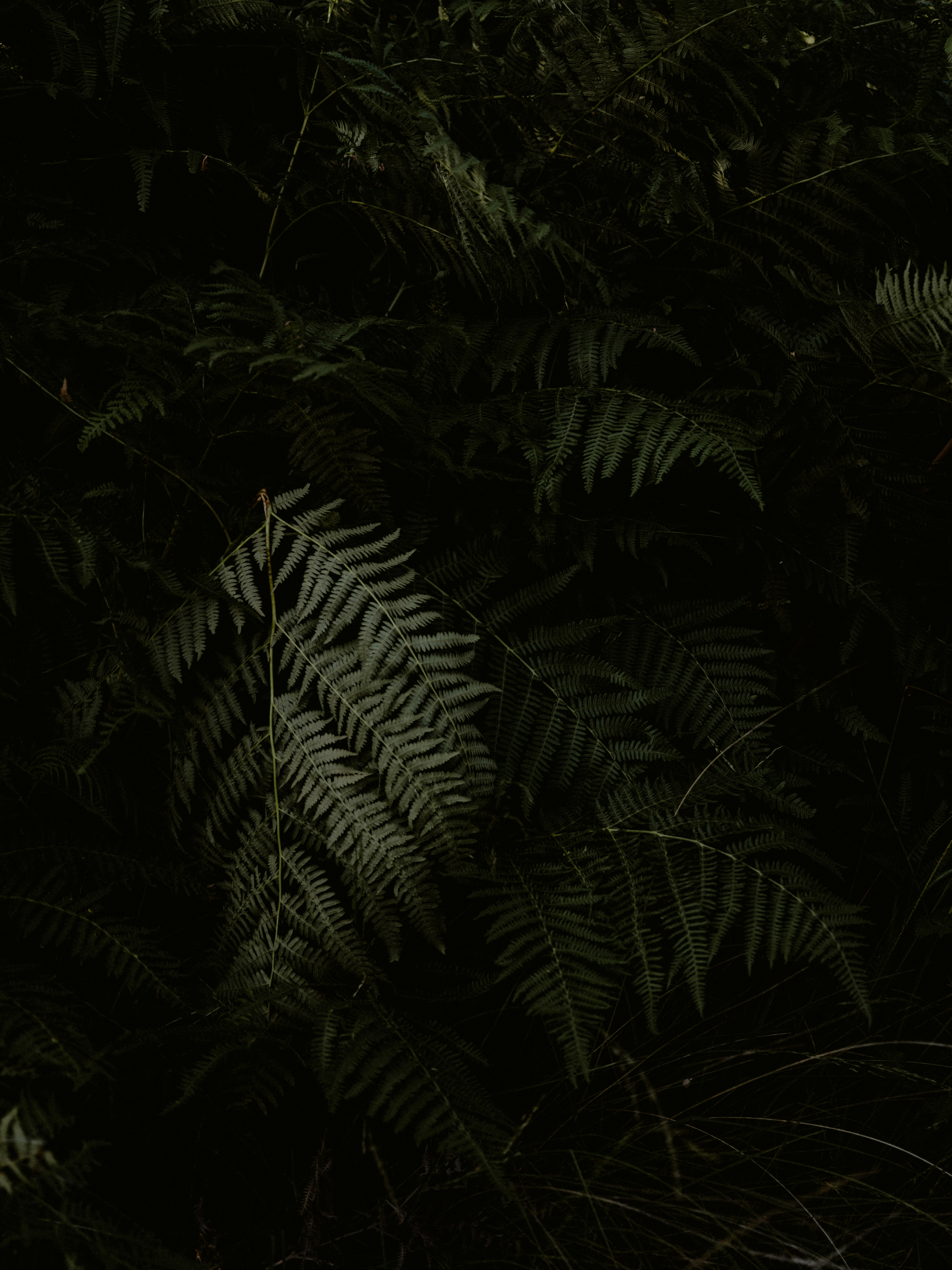 green fern plant during nighttime