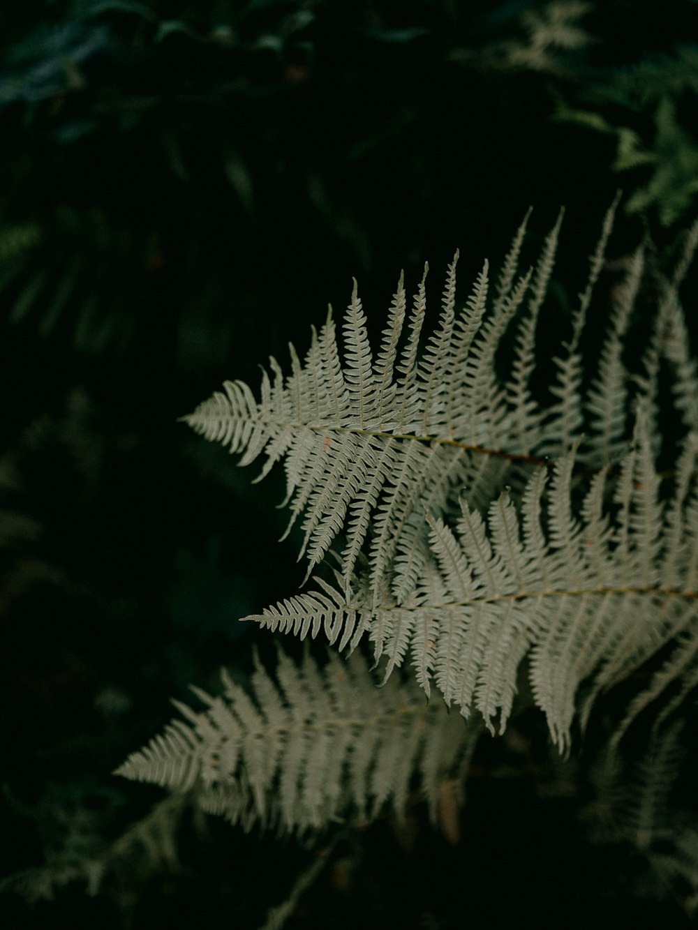 green pine tree leaves in close up photography