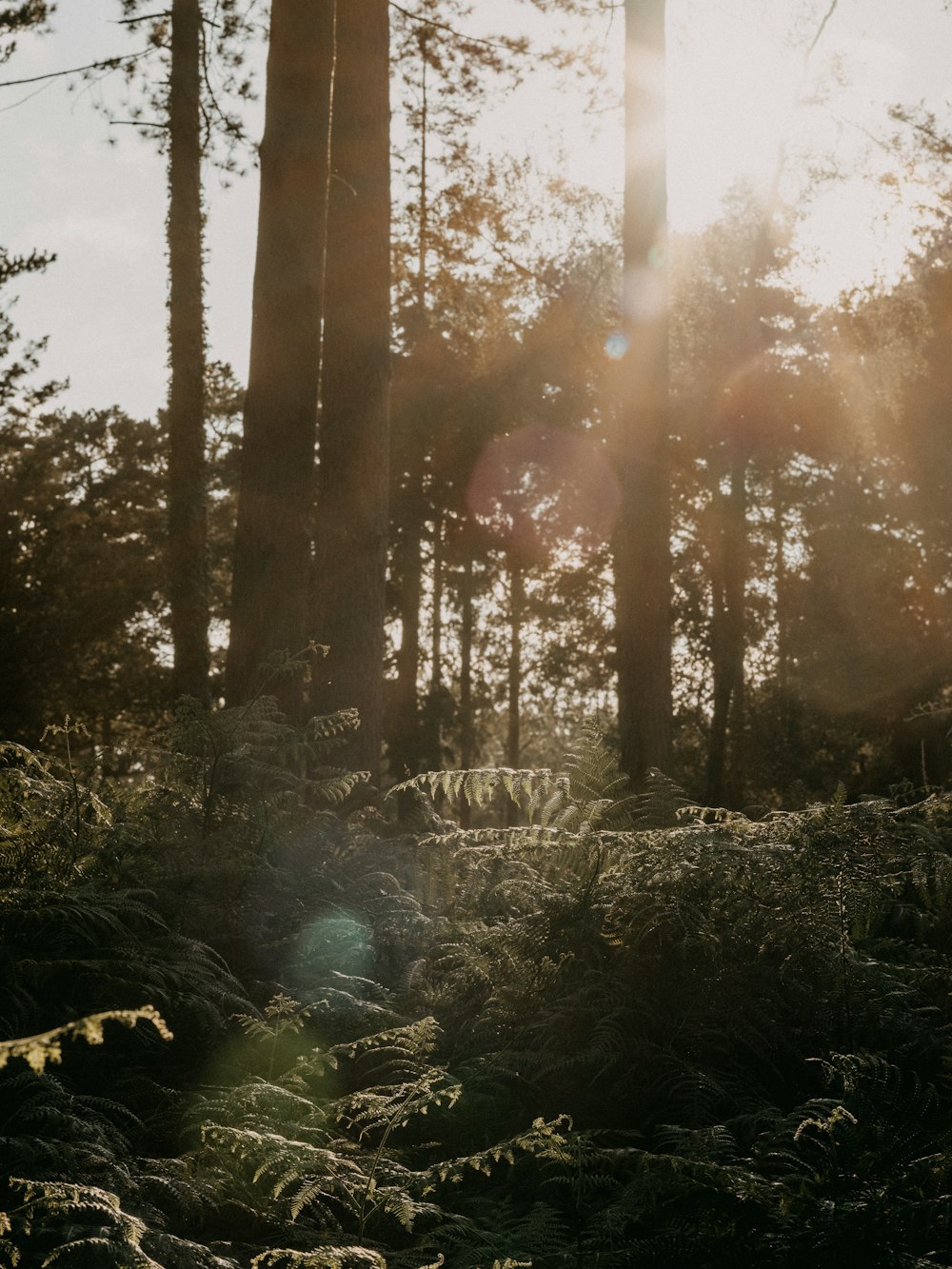 green grass and trees during sunrise