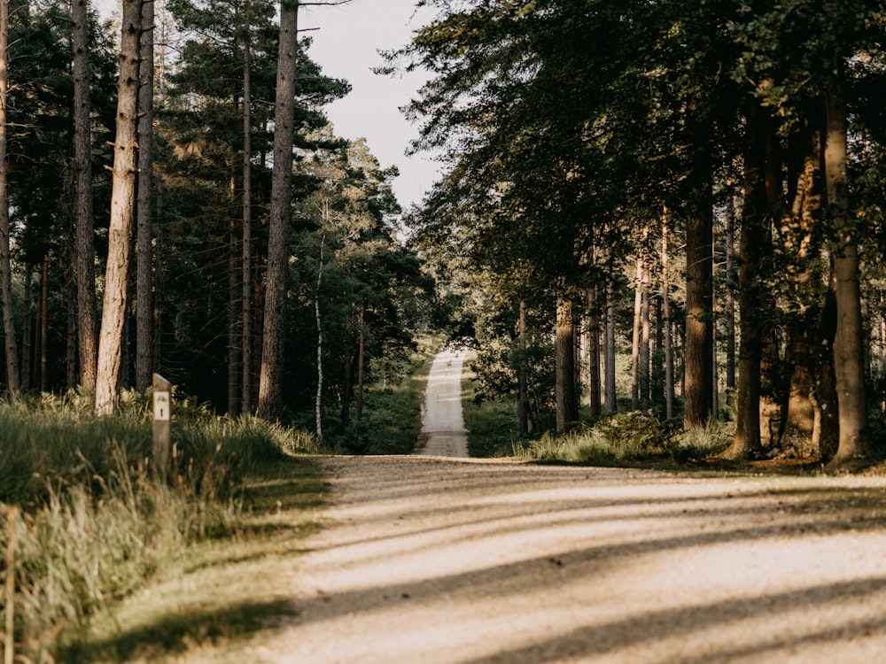 route goudronnée grise entre des arbres verts pendant la journée