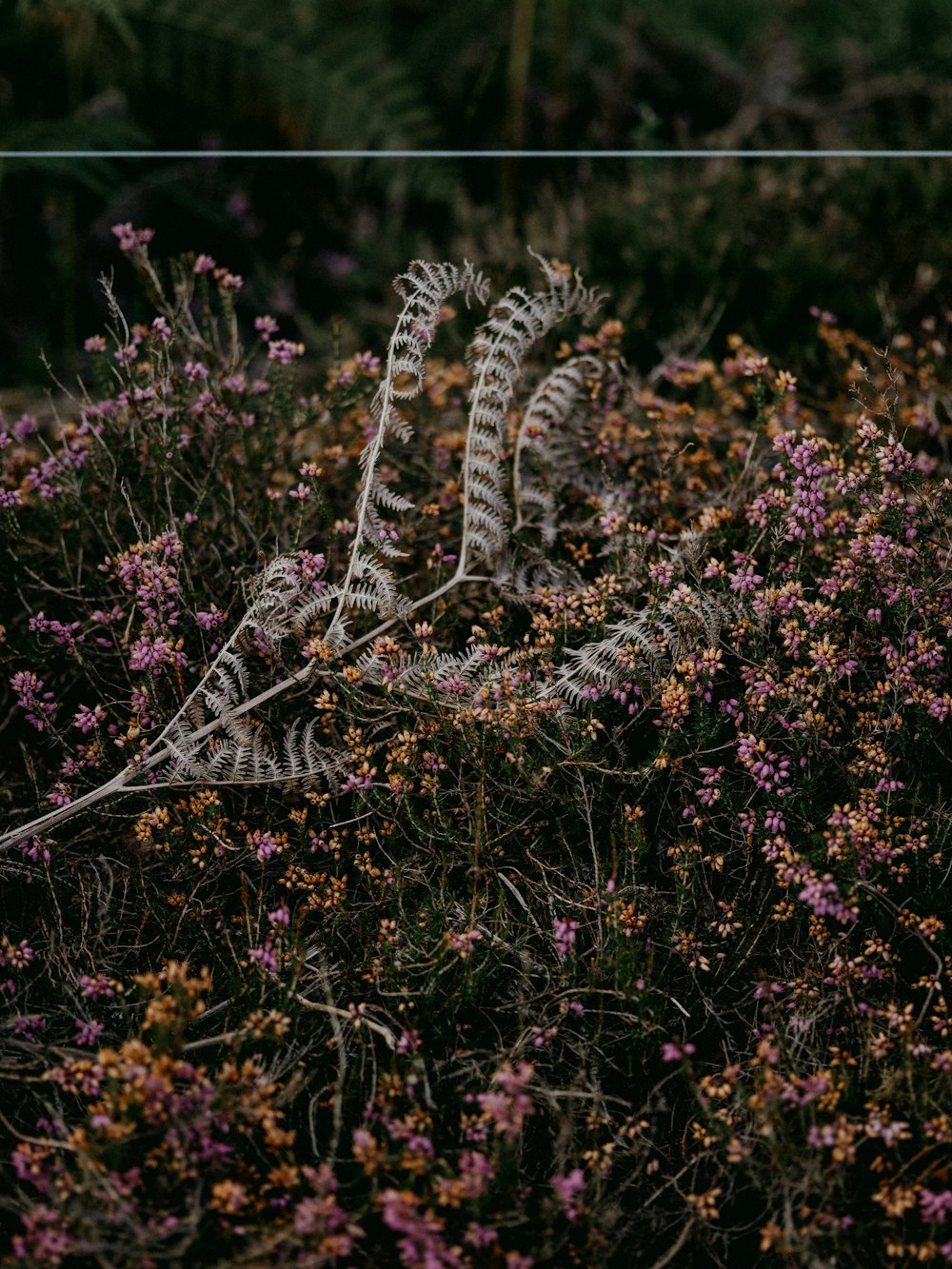 purple flowers in tilt shift lens