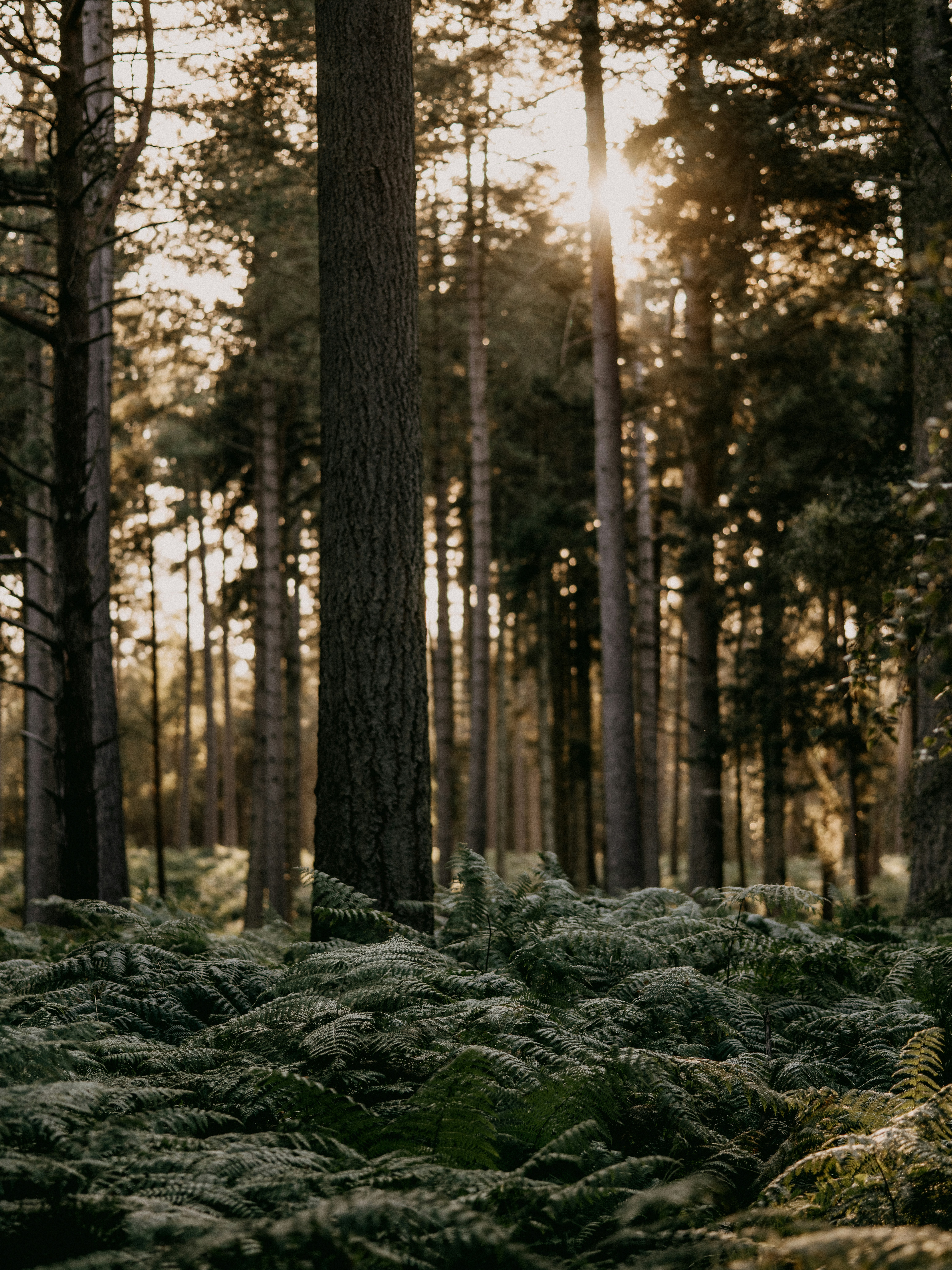 Photo by anniespratt