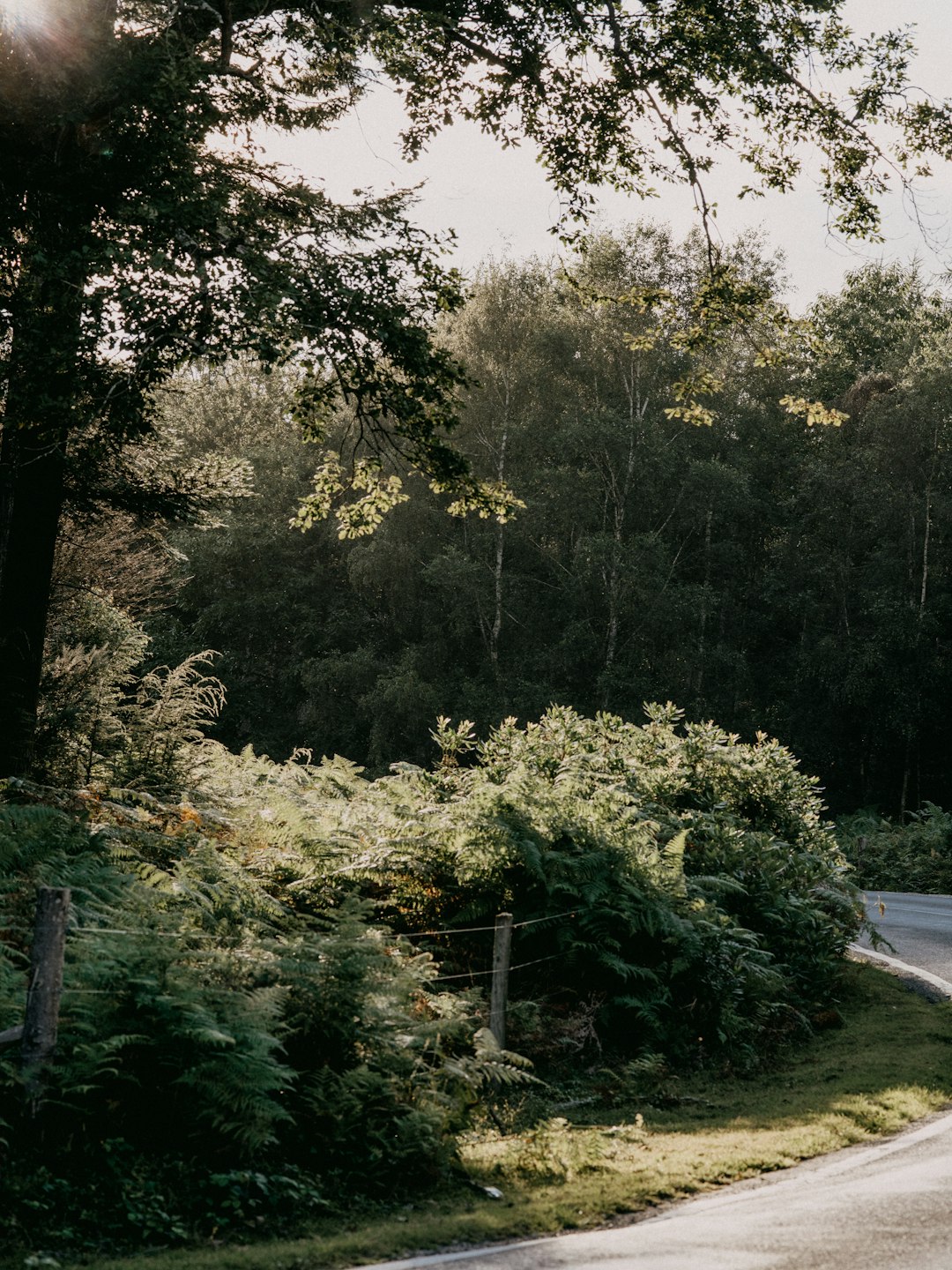 green trees beside road during daytime