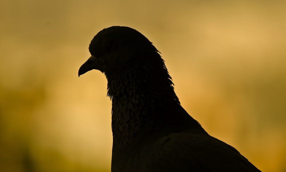 silhouette di uccello durante il giorno