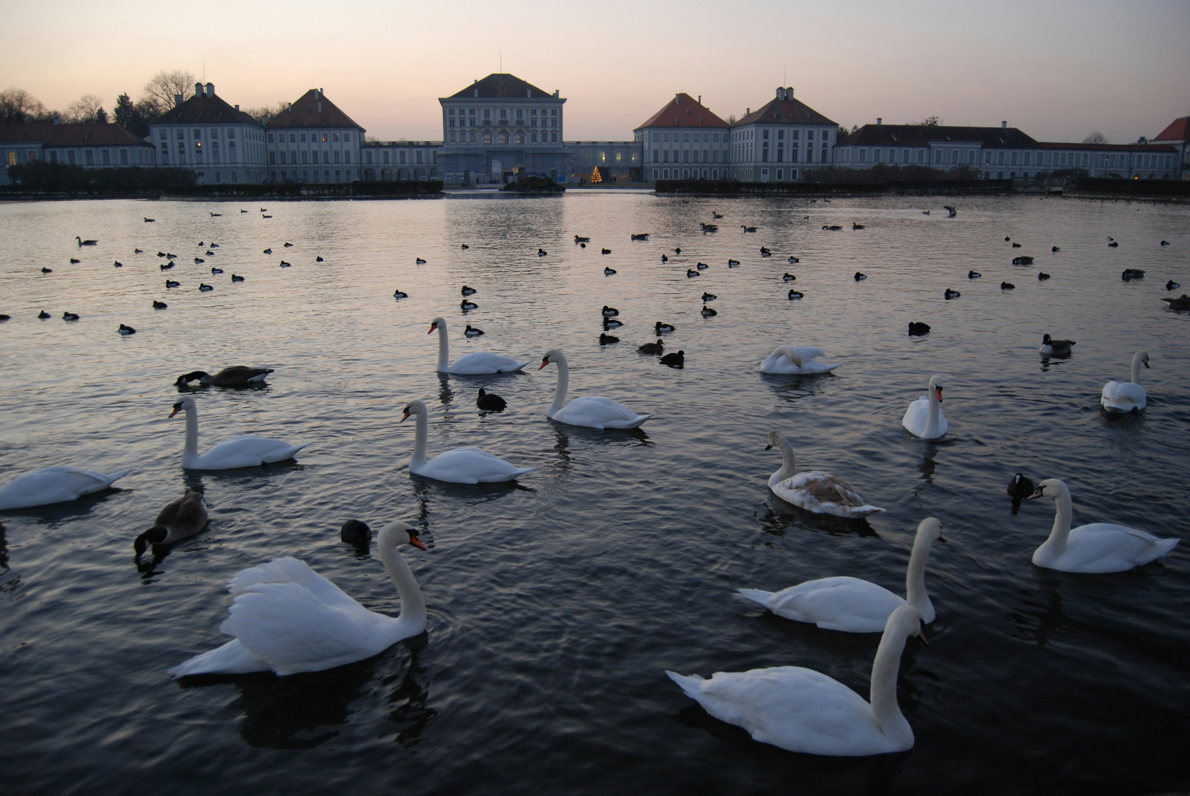 flock of swans on water
