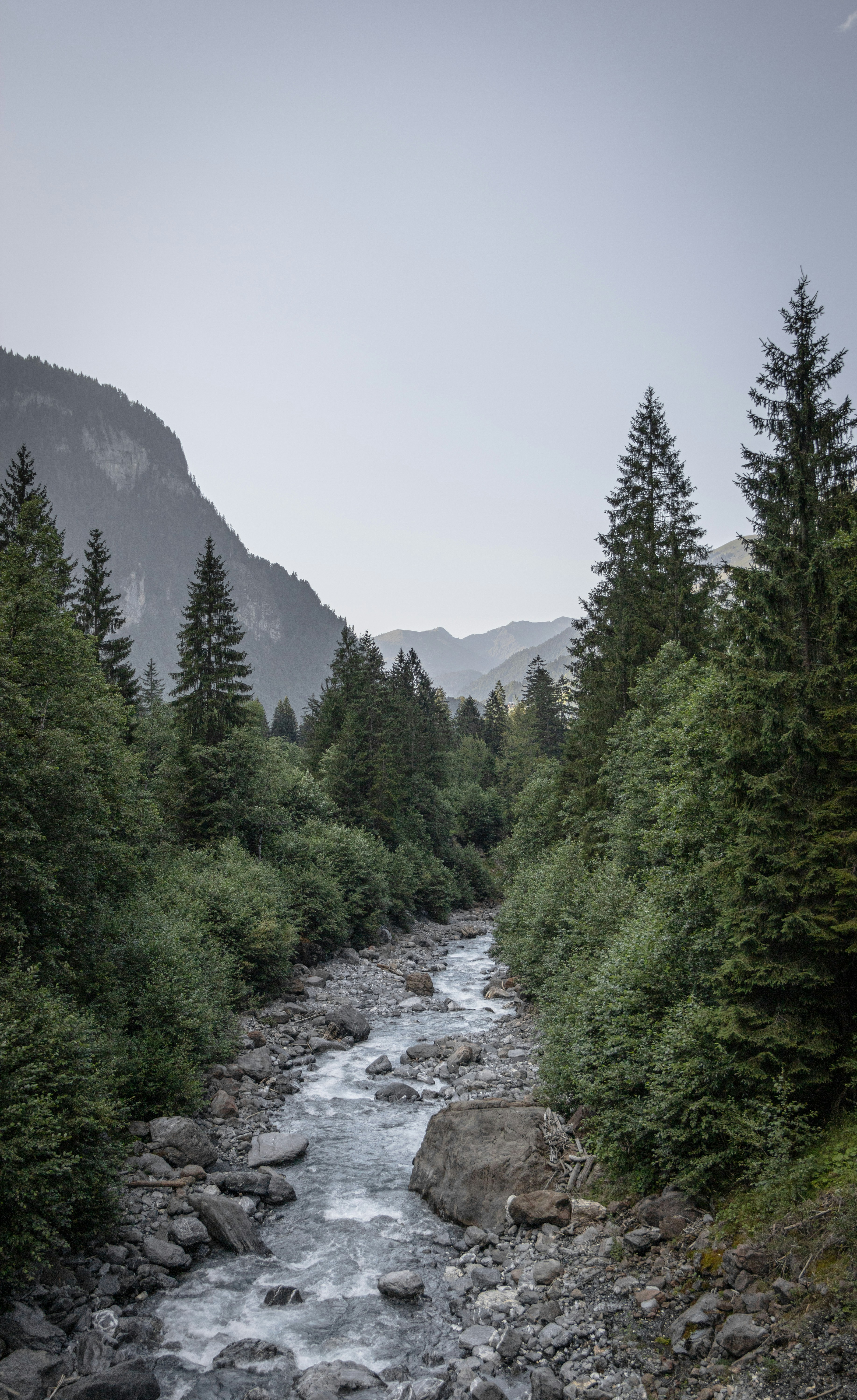 green trees near river during daytime