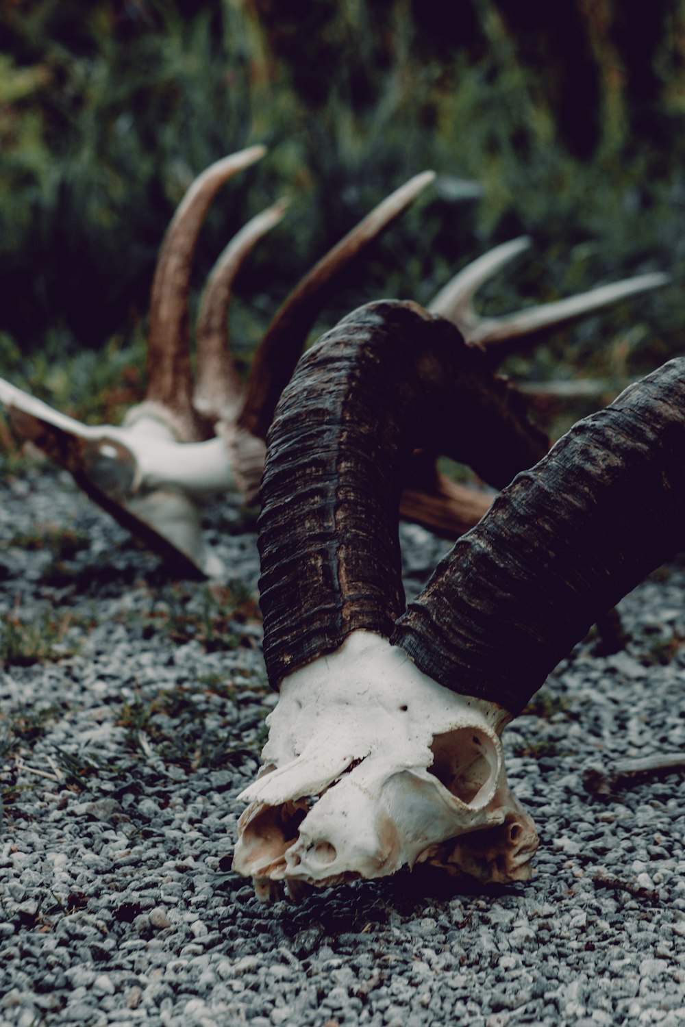 Weißer Tierschädel auf dem Boden