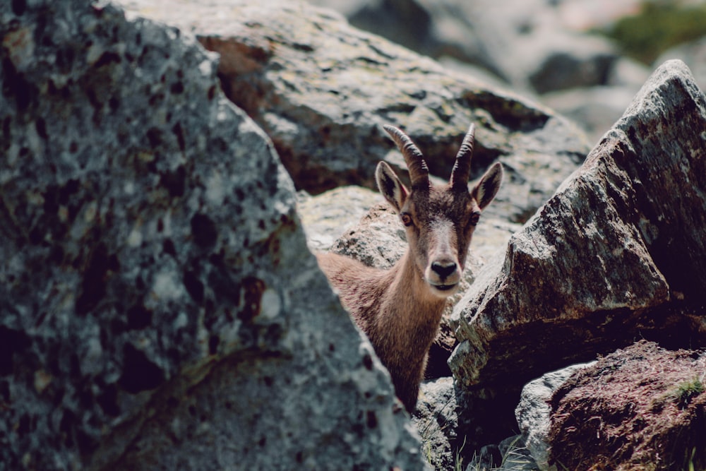 brown and white goat on gray rock