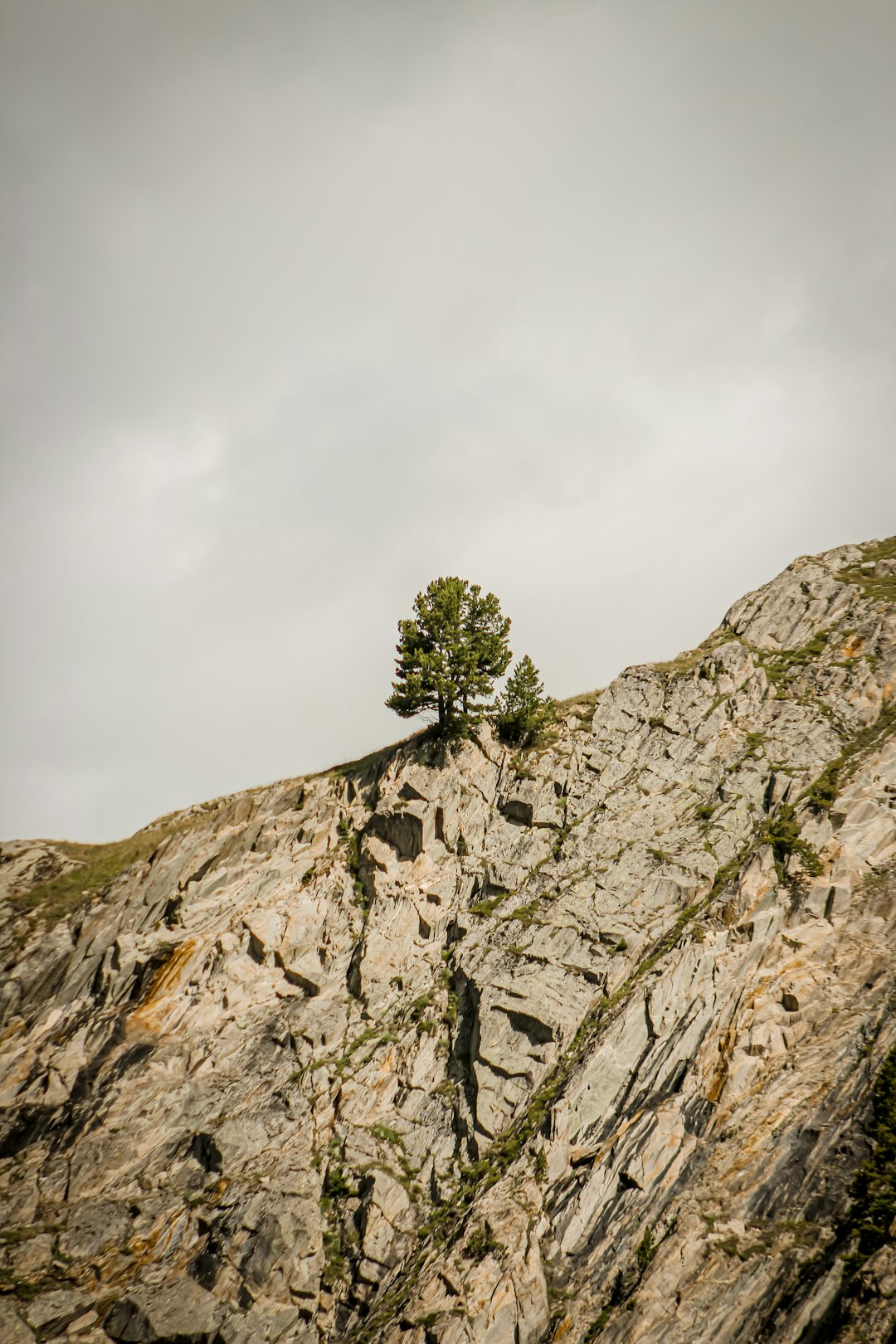 green tree on gray rocky mountain under white cloudy sky during daytime