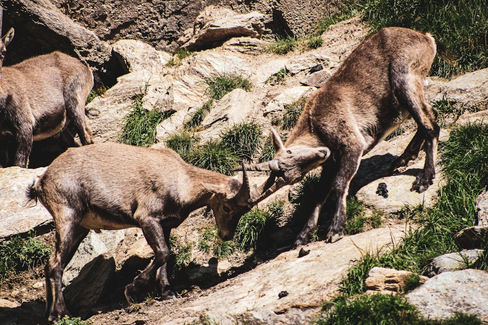 brown deer on rocky ground during daytime