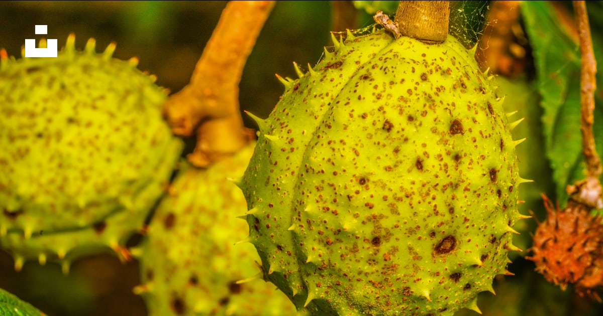 Fruit rond vert avec des feuilles vertes photo – Photo Belgique ...