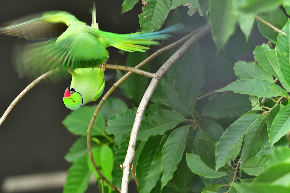 green bird on tree branch