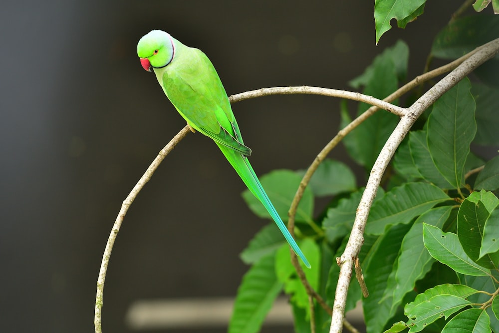 green bird on brown tree branch