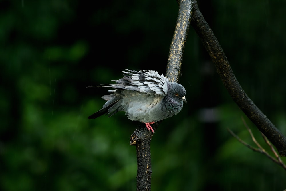 white and black bird on brown tree branch