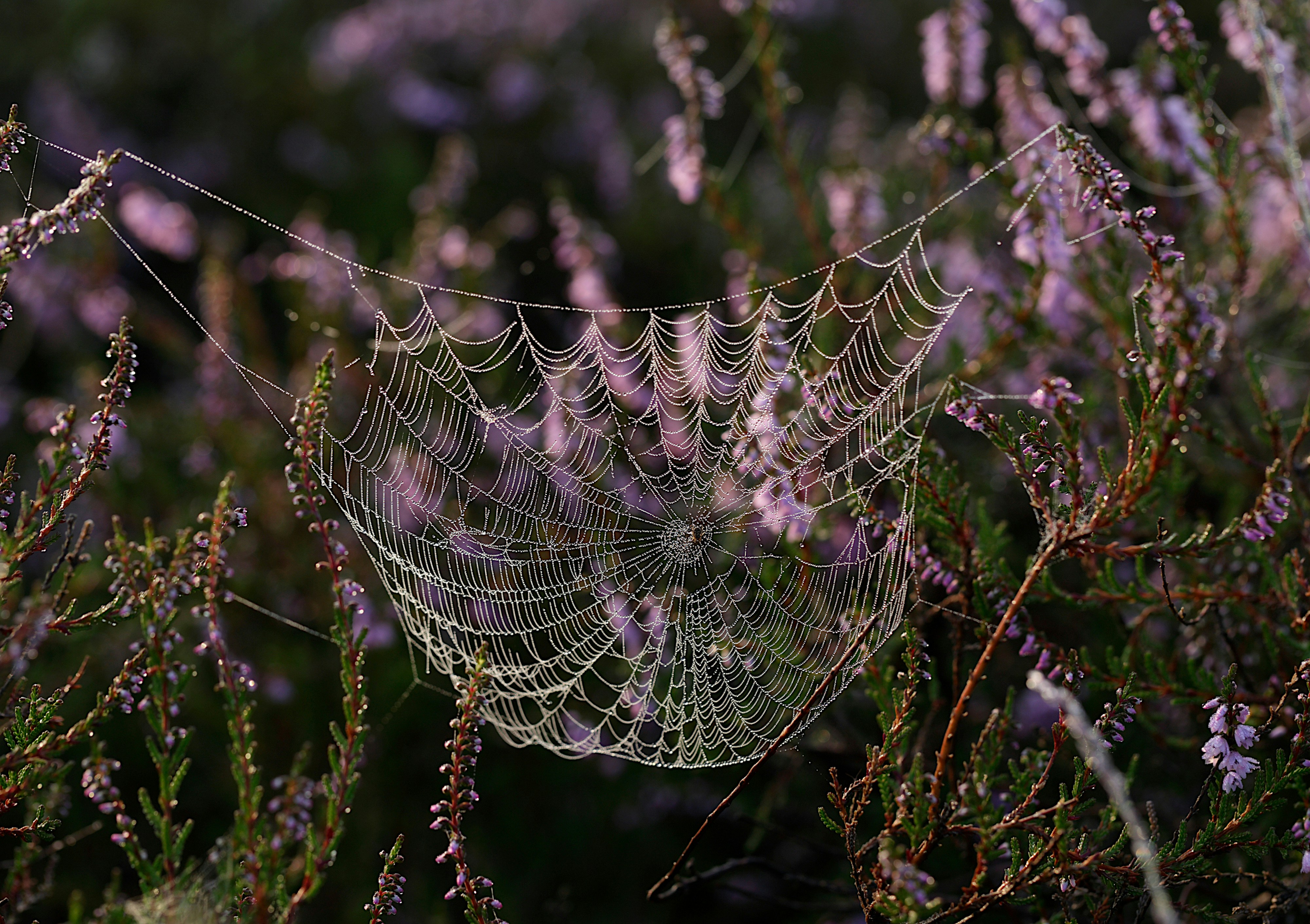 Photo by janitatop