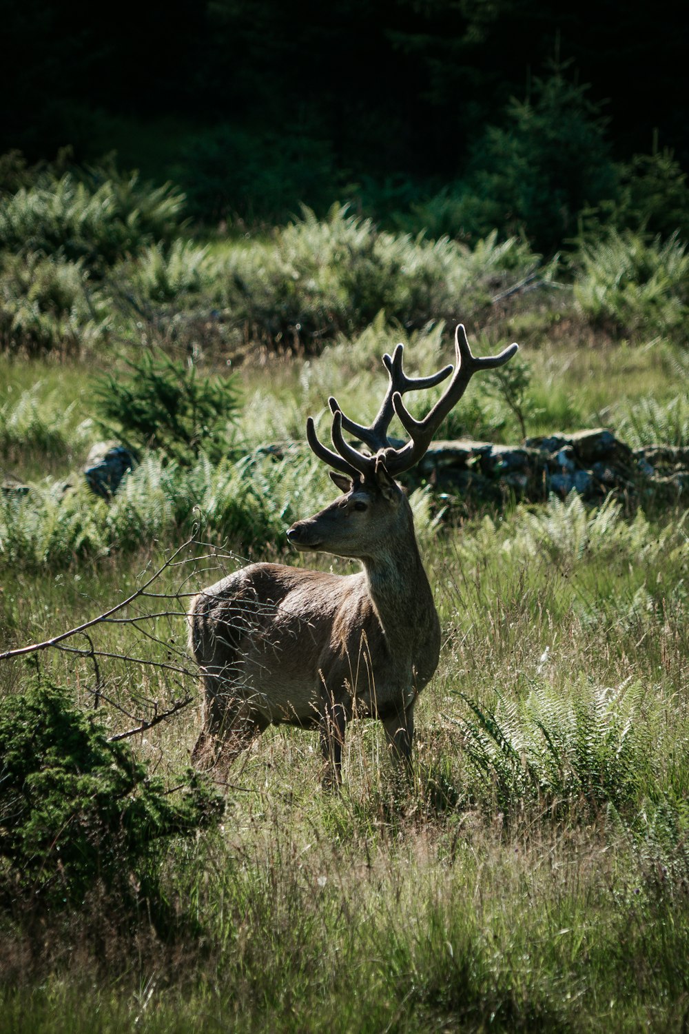 brown deer on green grass field during daytime