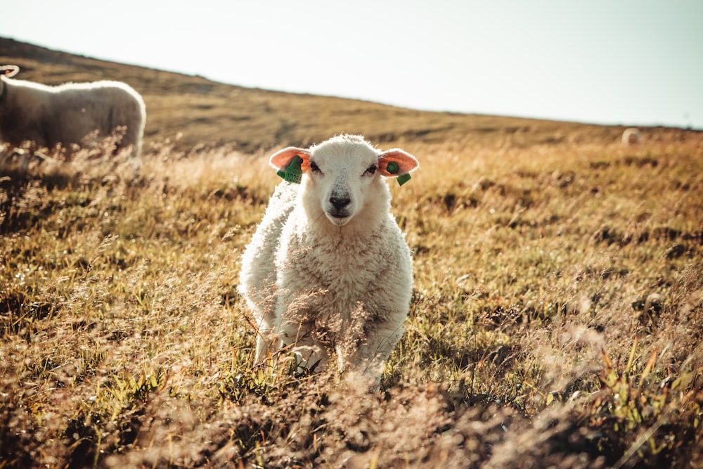 moutons blancs sur un champ d’herbe brune pendant la journée