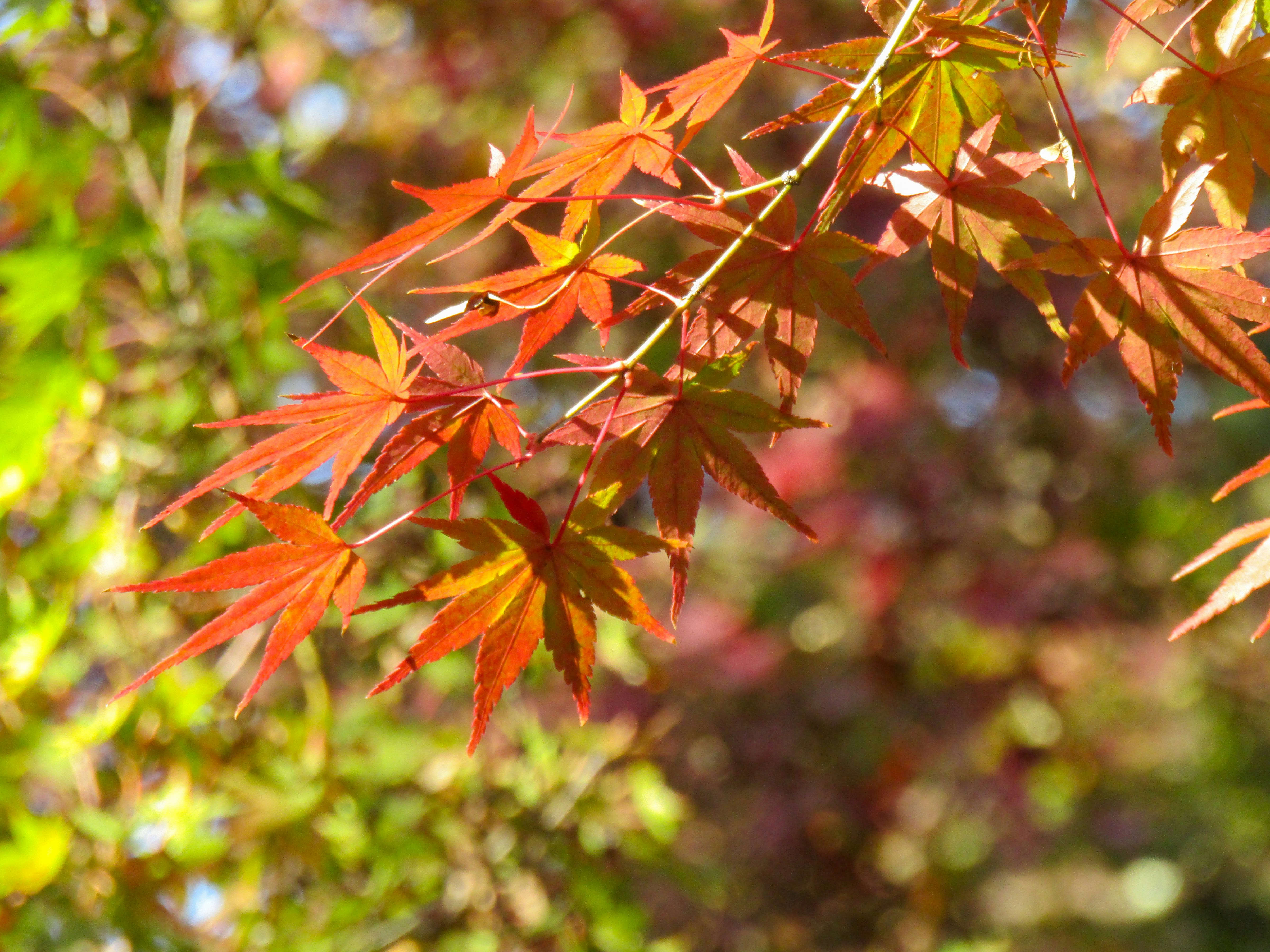 Photo by heppoko_yama