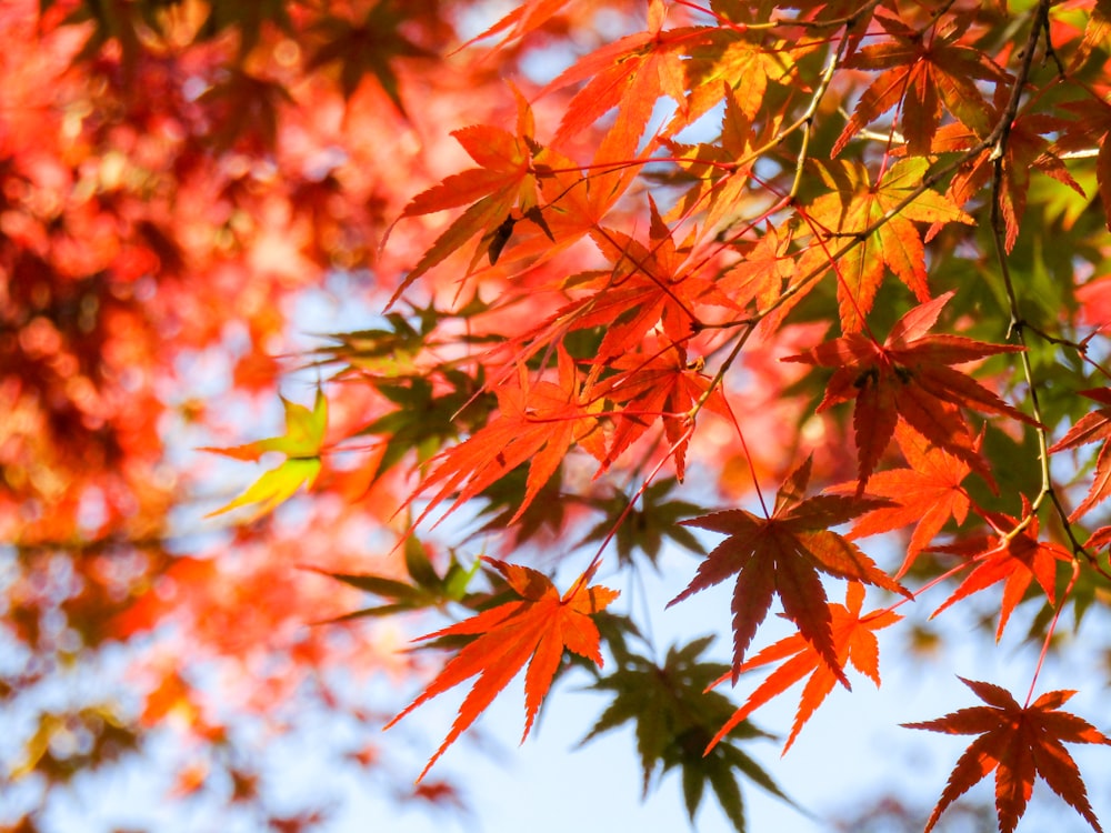 red and brown maple leaves