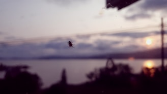Close-up of insecticide application around a house foundation at dusk.