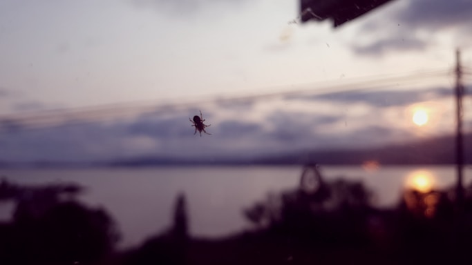 A technician spraying insecticide around a cozy home exterior in the evening light