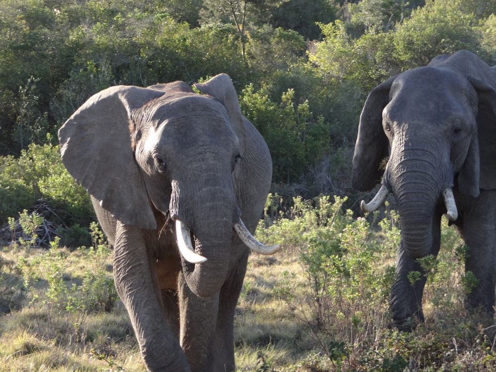 elephant walking on green grass field during daytime