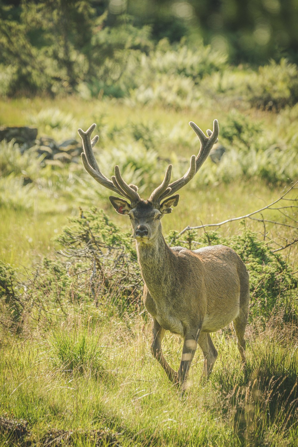 brown deer on green grass during daytime