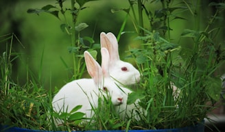 white rabbit on green grass during daytime