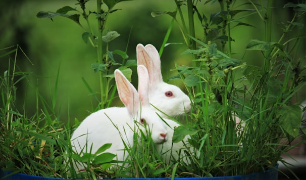 white rabbit on green grass during daytime