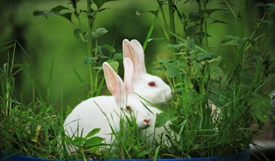 Kaninchen Erinnerungsvermögen: Können sie ihren Namen erkennen und dich nach langer Zeit wiedererkennen?