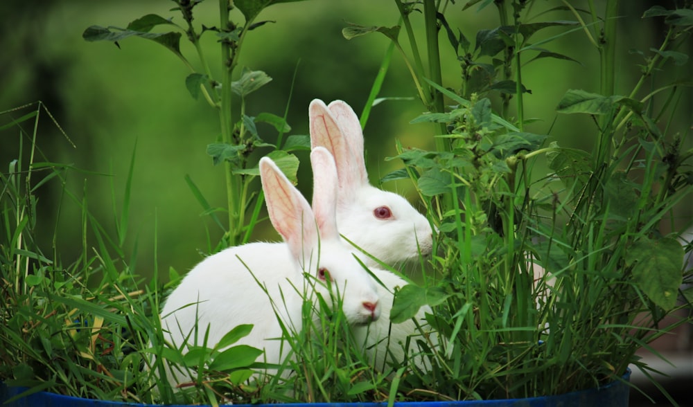 white rabbit on green grass during daytime