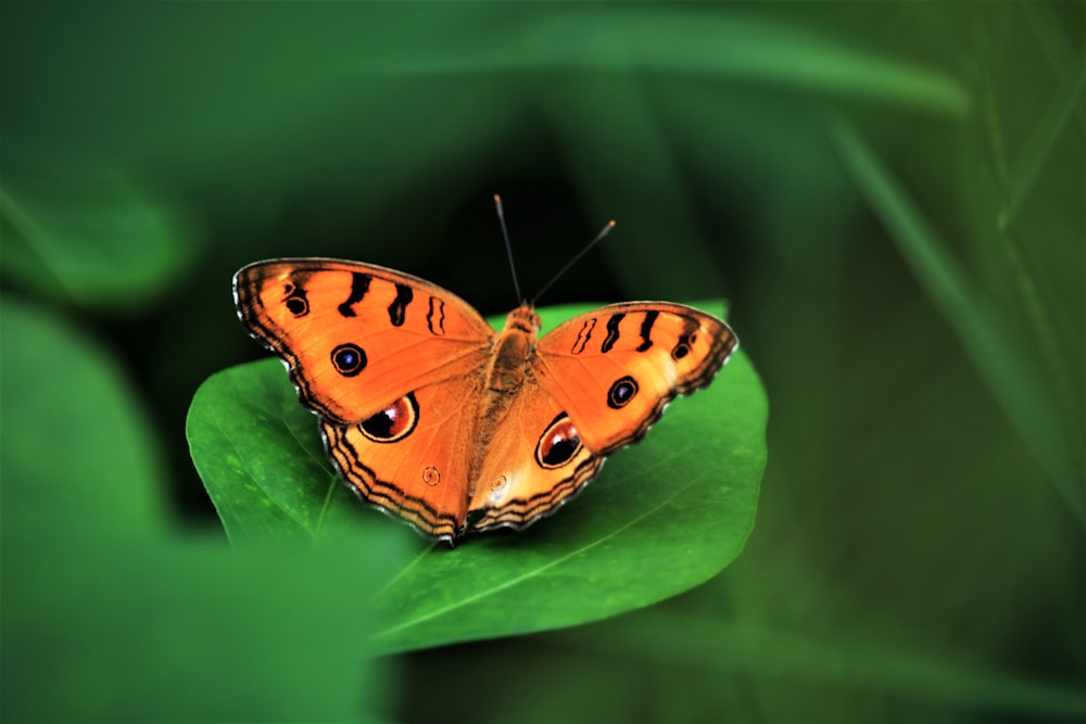 brown and black butterfly on green leaf