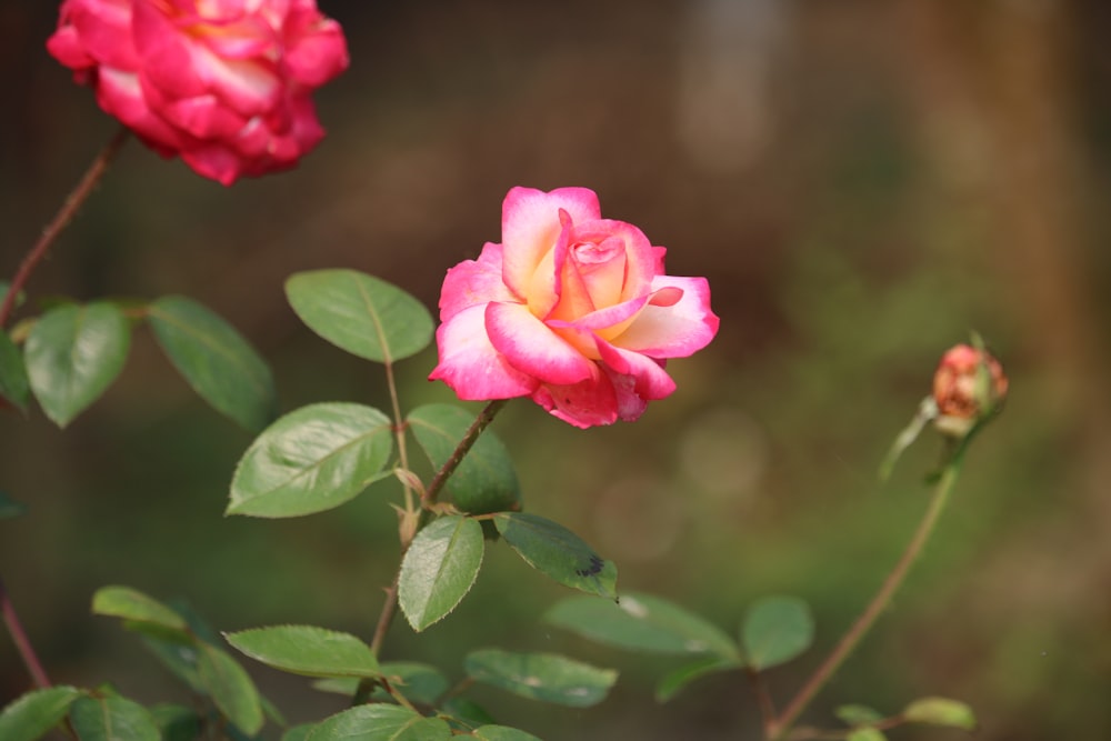 pink rose in bloom during daytime