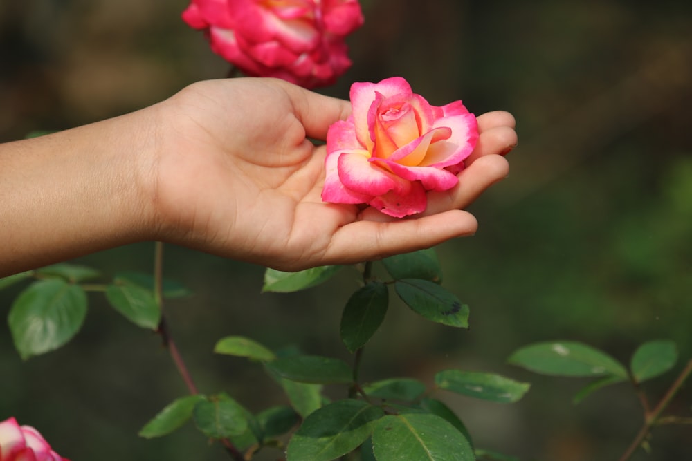 pink rose in persons hand