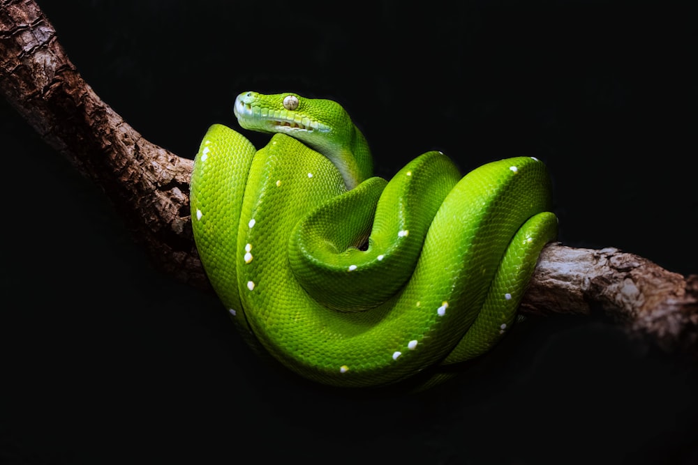 serpent vert sur branche d’arbre brun