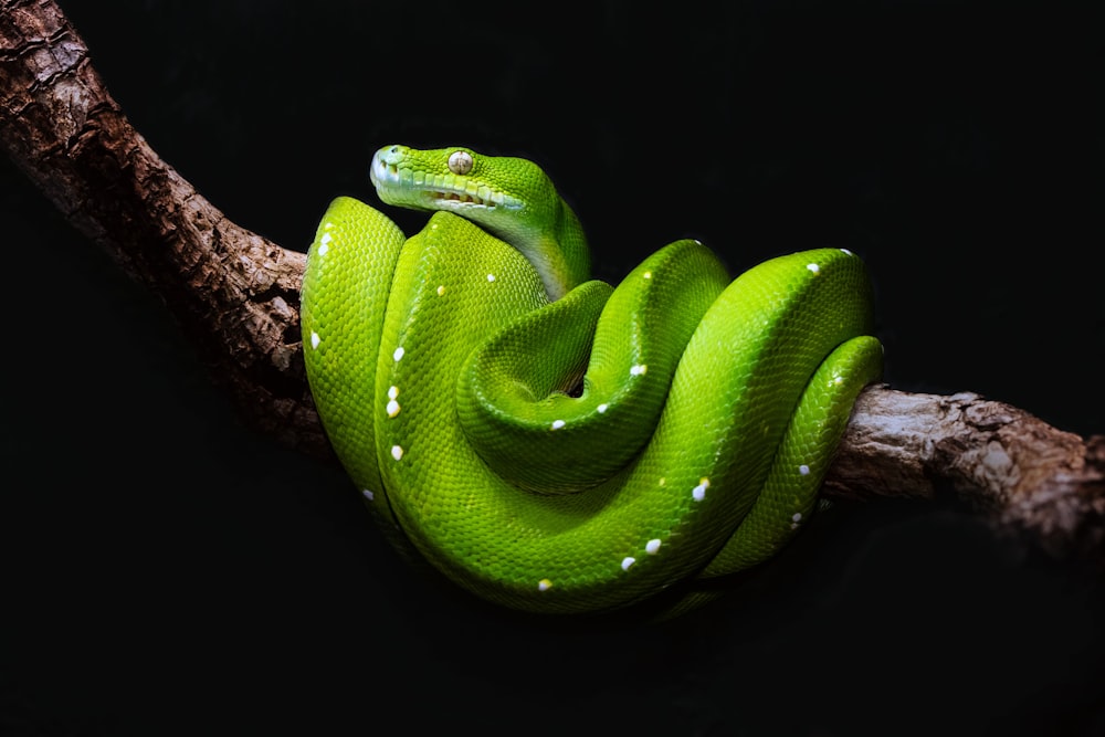 갈색 나뭇가지에 녹색 뱀