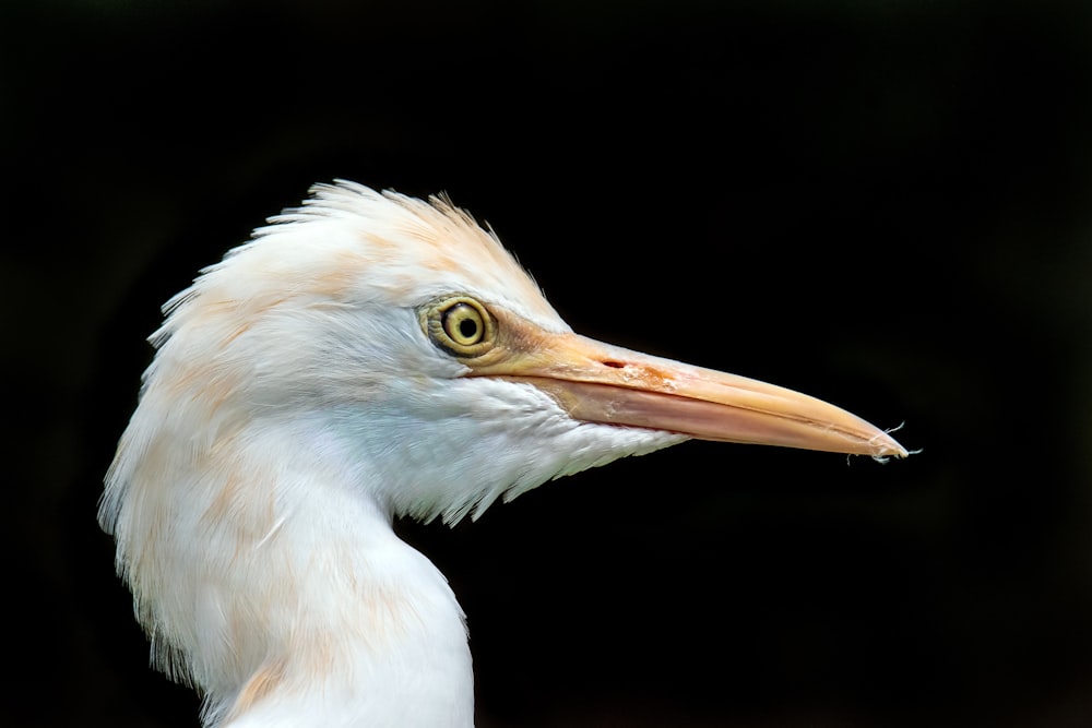 white long beak bird with yellow beak