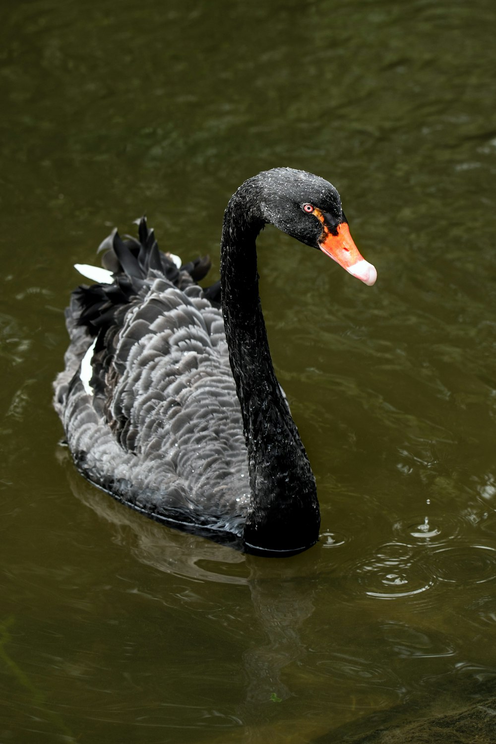 black swan on body of water during daytime