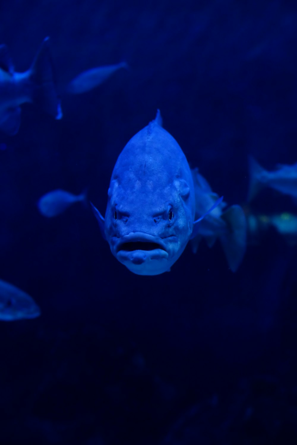 white and black fish under water