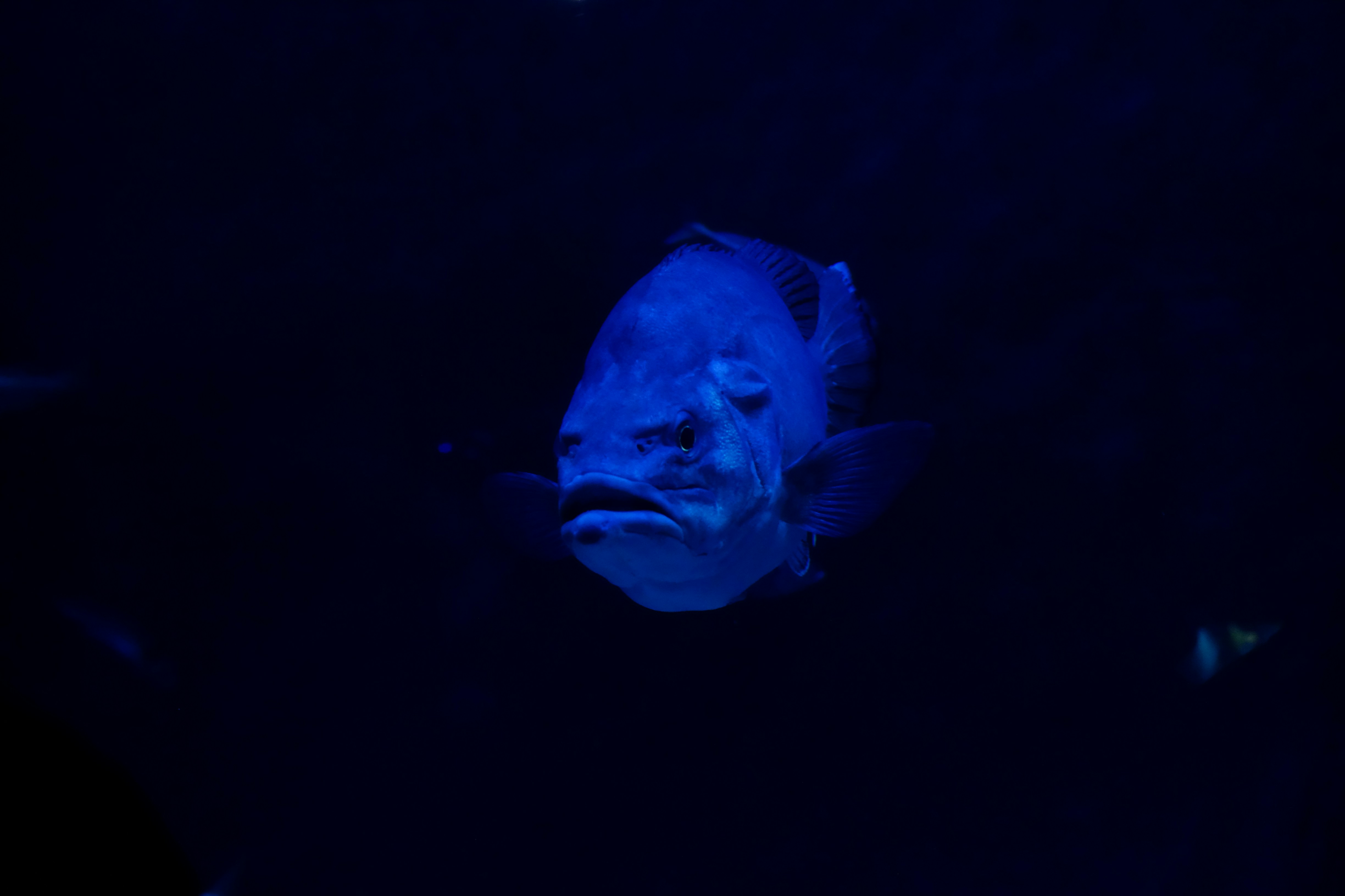 ikan biru dan putih di dalam air