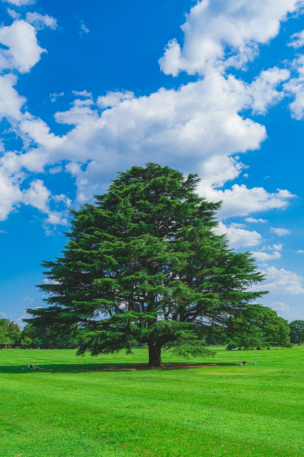 albero verde su campo di erba verde sotto cielo nuvoloso blu e bianco durante il giorno