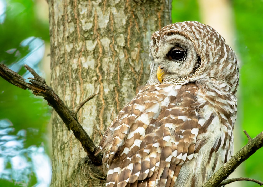 brown and white owl on tree branch during daytime