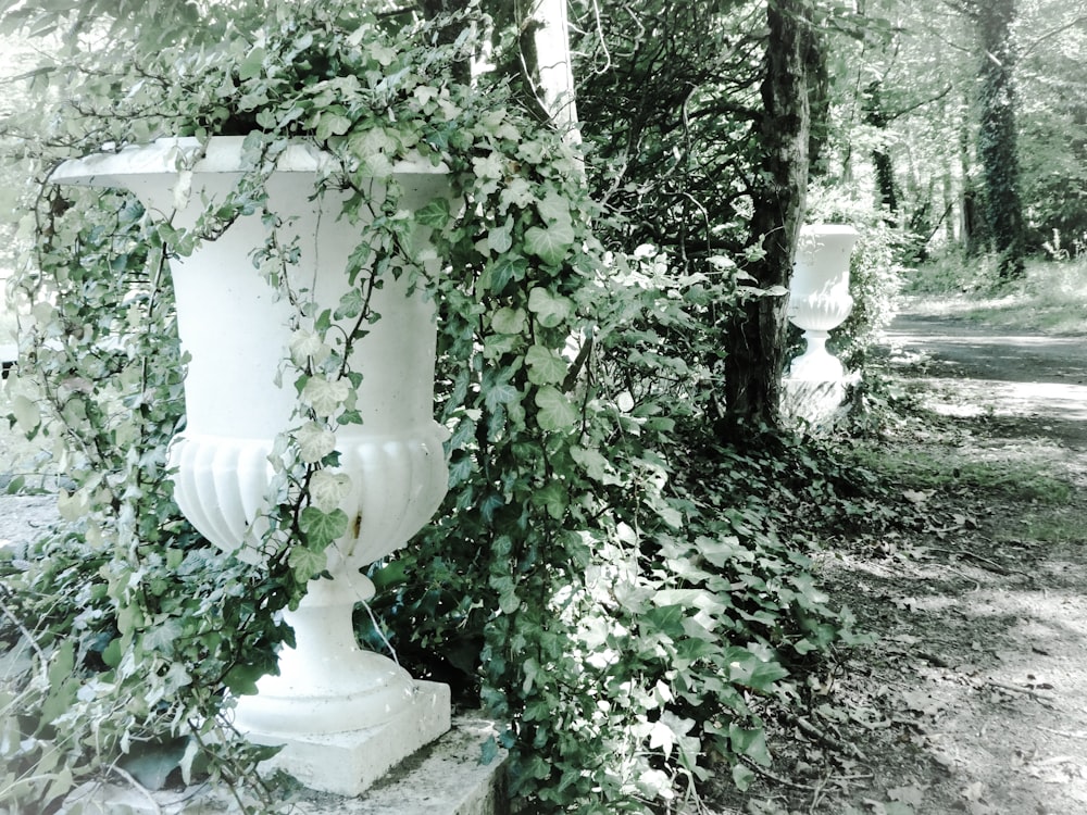 Plante à feuilles vertes sur pot en béton blanc