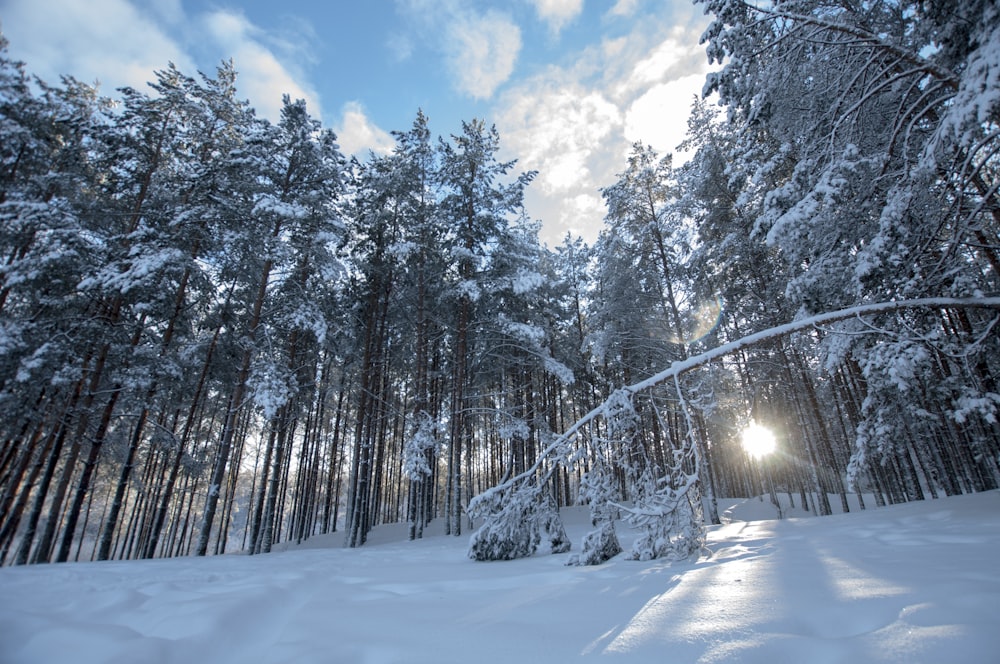 snow covered trees during daytime