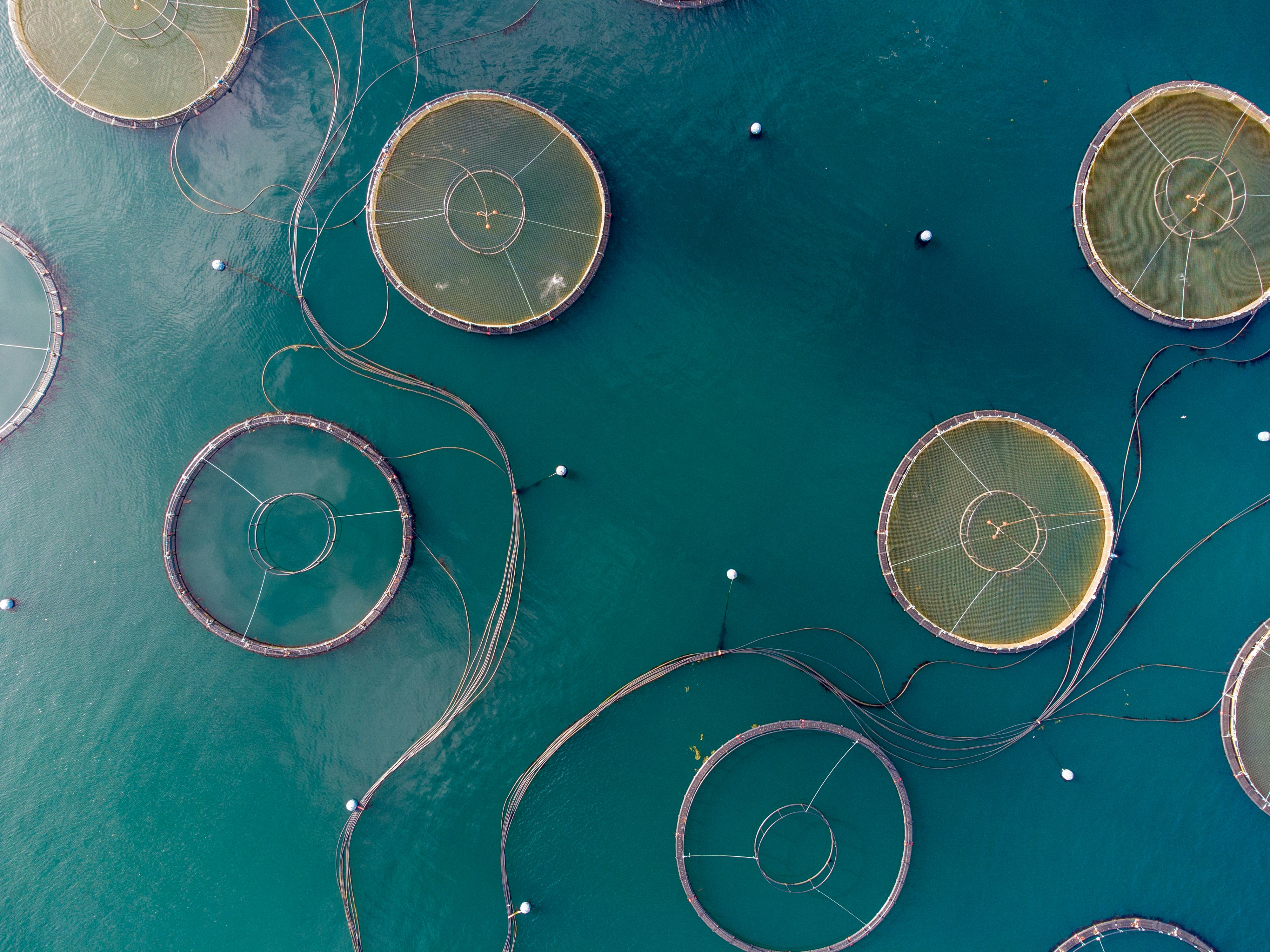 A fish farm breached animal welfare rules. The regulator still took firms there on a PR tour