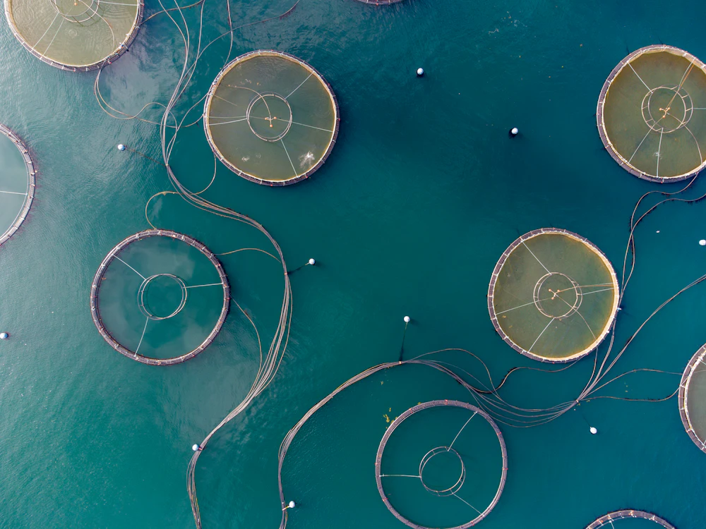 Aquaculture
